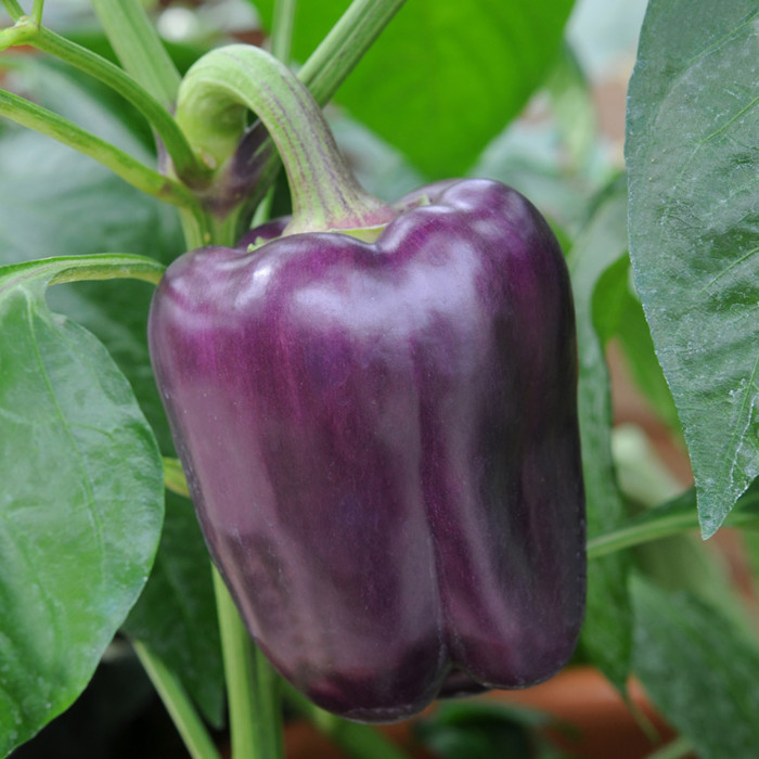 Фото Семена перца Ода, №1