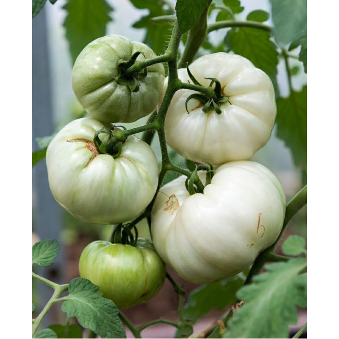 Фото Семена томатов (помидор) Белый гигант, №2
