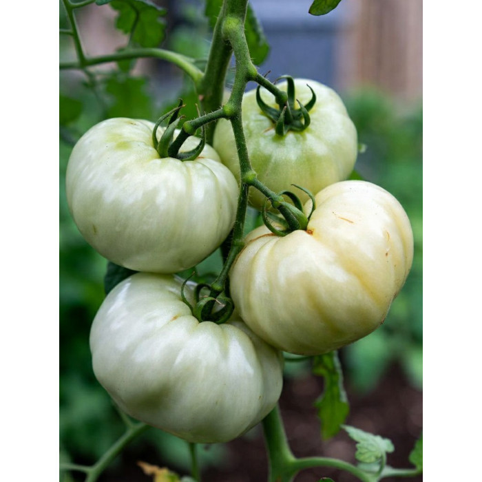 Фото Семена томатов (помидор) Белый гигант, №1