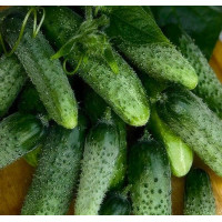 Улюблений зятьок F1