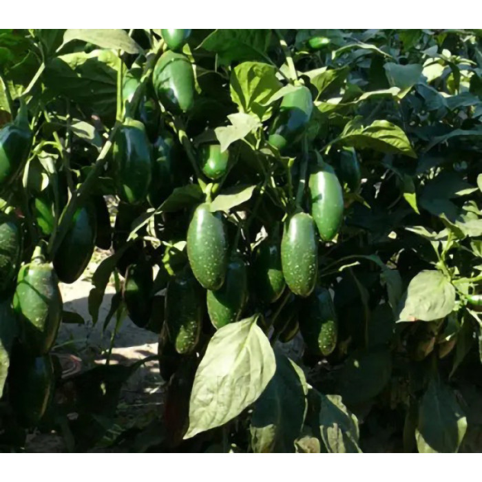 Фото Семена перца 1851 F1, №3