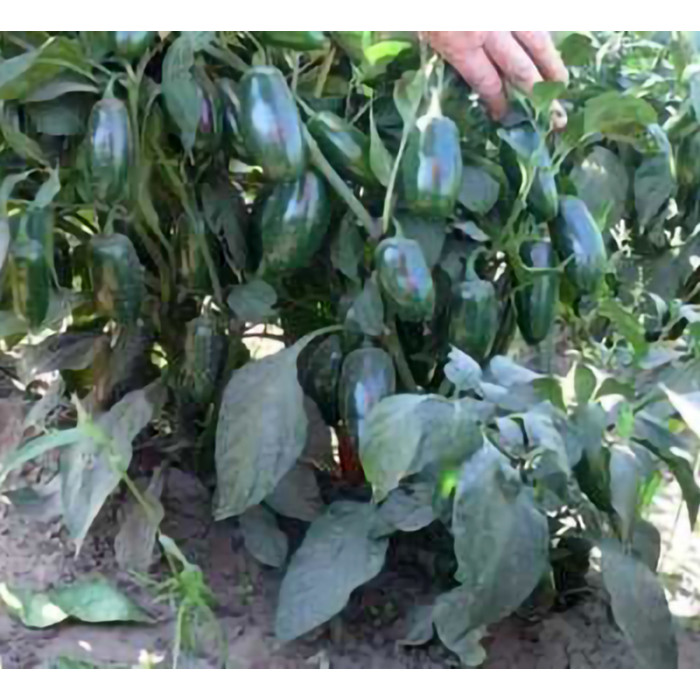 Фото Семена перца 1851 F1, №4