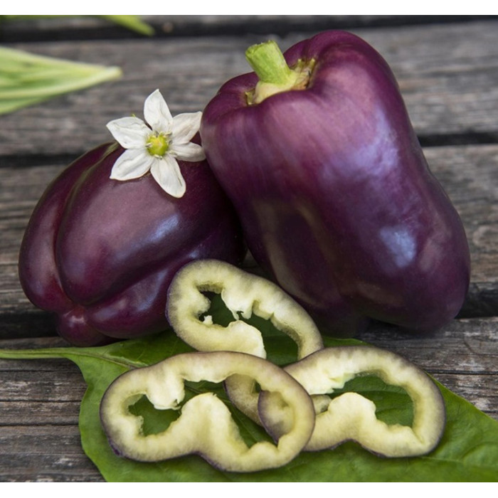 Фото Семена перца Ода, №2