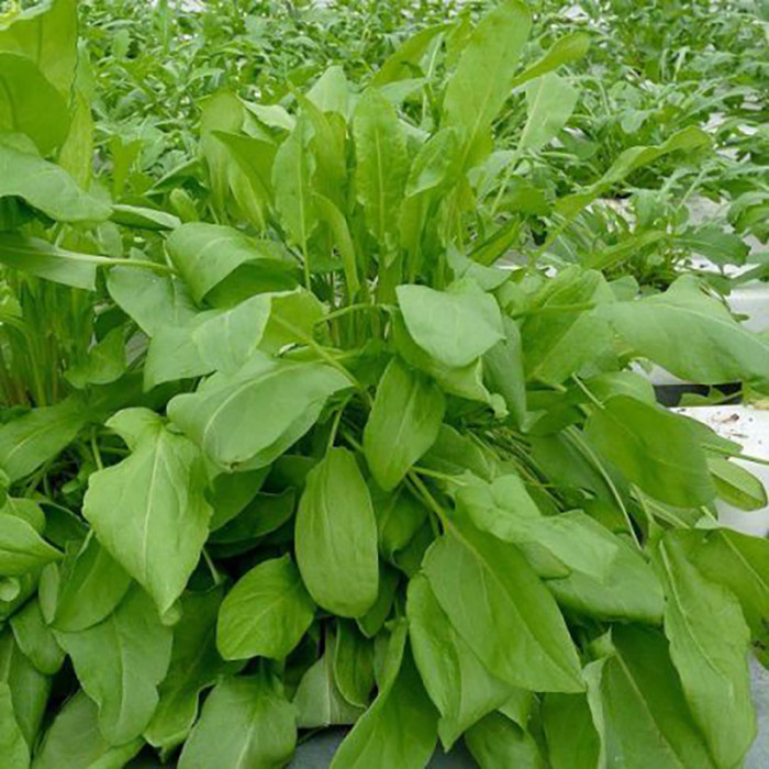 Фото Семена щавеля Бельвильский, №1