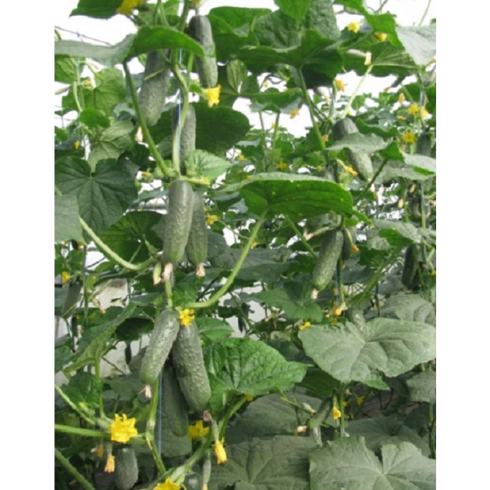 Фото Семена огурцов Ленара F1/Lenara F1, №1