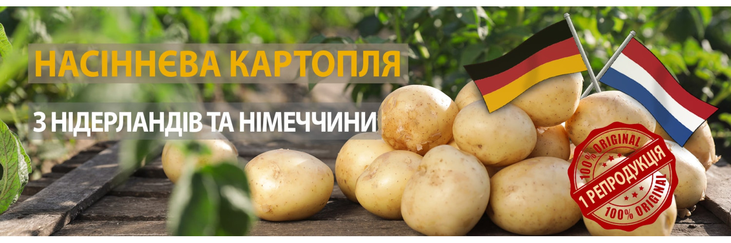 картопля