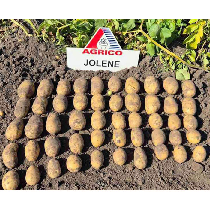 Фото Семенной картофель Джолин (1 репродукция), №3
