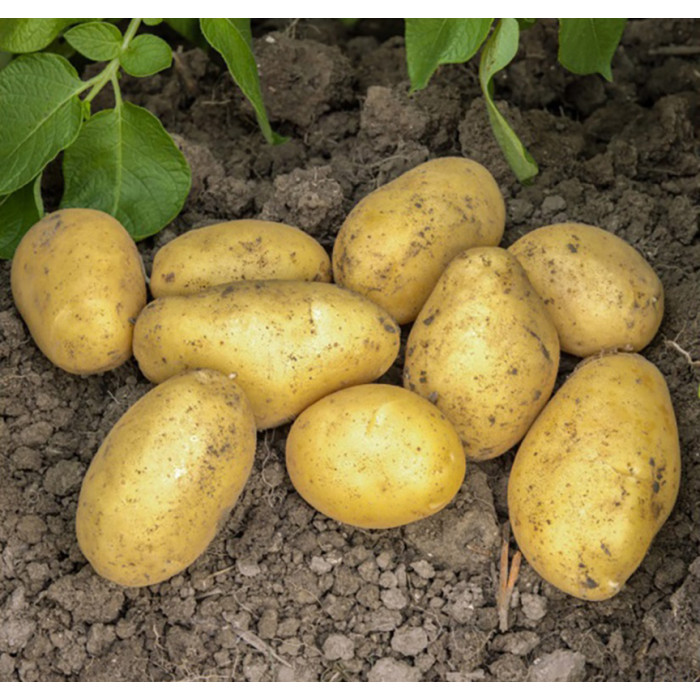 Фото Семенной картофель Джолин (1 репродукция), №2