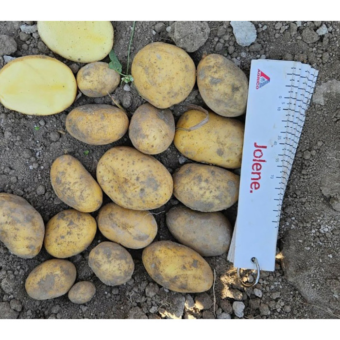 Фото Семенной картофель Джолин (1 репродукция), №1