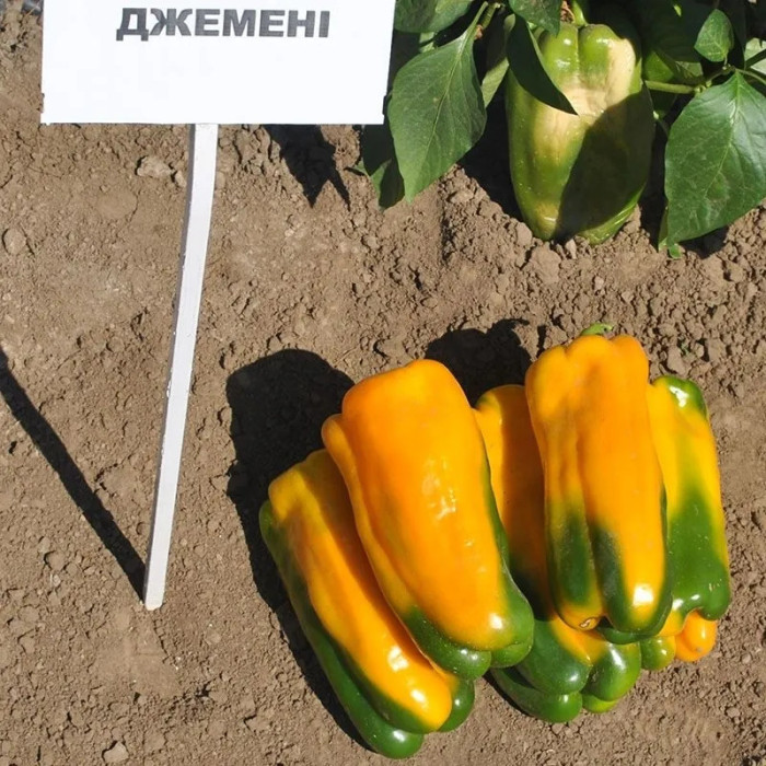 Фото Семена перца Джемини F1/Gemini F1, №1