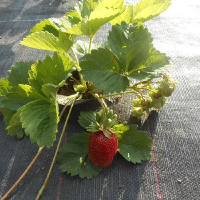 Фото Агроткань 85 г/м²,ширина 3,2 м, №1