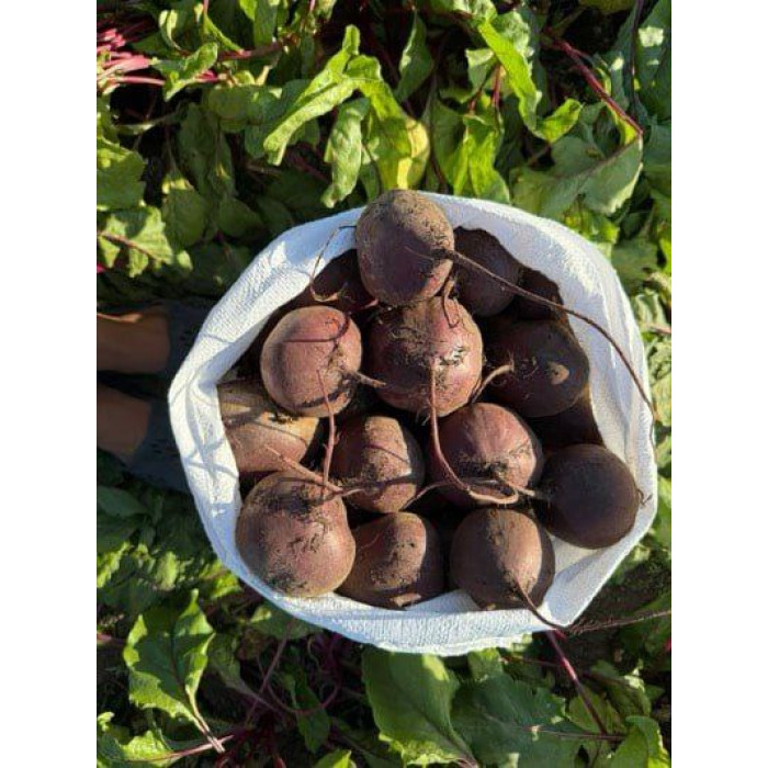 Фото Семена свеклы столовой Зепо F1/Zeppo F1, №7