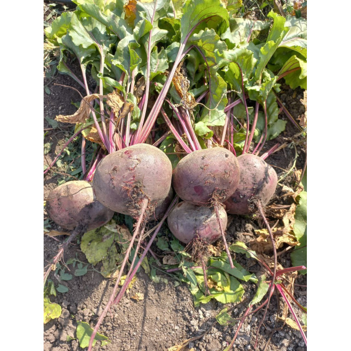 Фото Семена свеклы столовой Зепо F1/Zeppo F1, №6