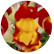 Львиный зев Флорал Шоверс Ред Еллоу Биколор (Floral Showers Red & Yellow Bicolour)