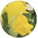 Львиный зев Флорал Шоверс Еллоу (Floral Showers Yellow)