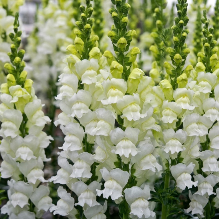Фото Львиный зев Опус Фреш Вайт (Opus III/IV Fresh White), №2