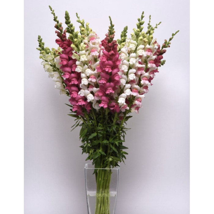 Фото Львиный зев Потомак F1 Микс (Potomac F1 Mix), №1