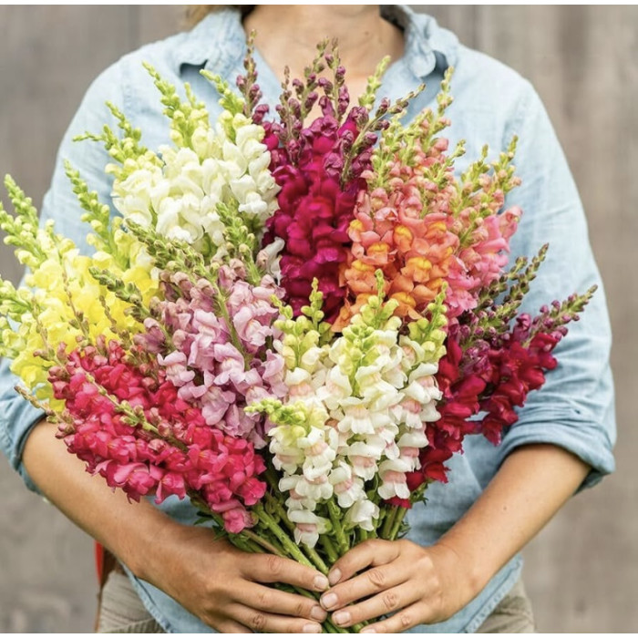 Фото Львиный зев Потомак F1 Микс (Potomac F1 Mix)