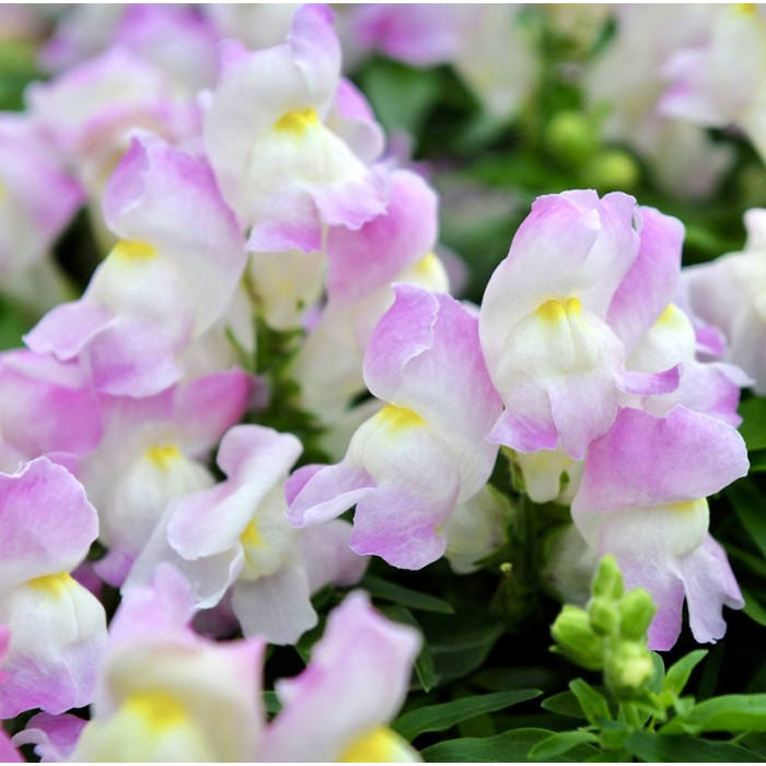 Фото Ротики Снеппі F1 Лавандер Блаш (Snappy F1 Lavender Blush), №1