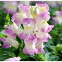 Львиный зев Снеппи F1 Лавандер Блаш (Snappy F1 Lavender Blush)