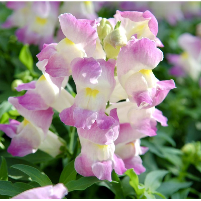 Фото Ротики Снеппі F1 Лавандер Блаш (Snappy F1 Lavender Blush)