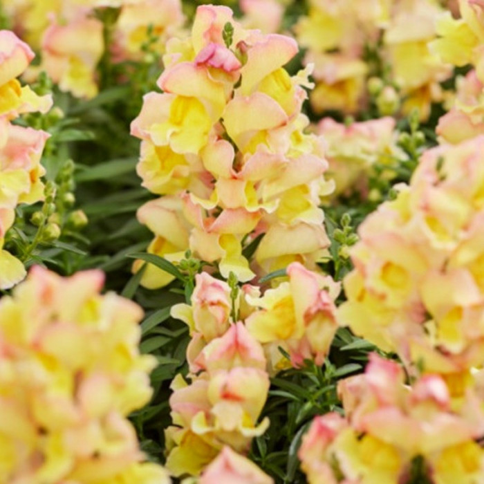 Фото Львиный зев Снеппи F1 Пич (Snappy F1 Peach), №1