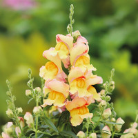 Львиный зев Снеппи F1 Пич (Snappy F1 Peach)