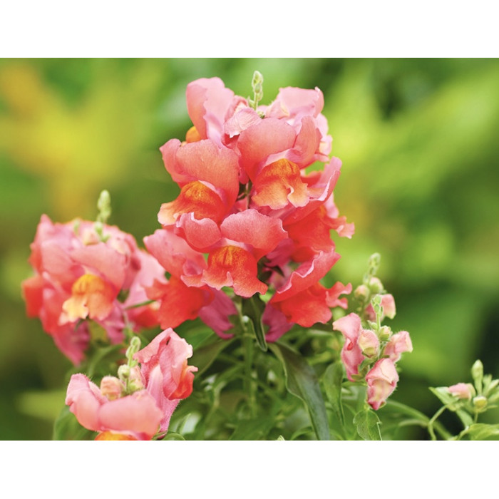 Фото Львиный зев Снеппи F1 Оранж (Snappy F1 Orange), №1