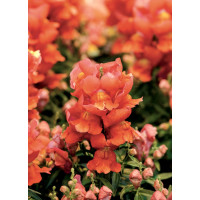 Львиный зев Снеппи F1 Оранж (Snappy F1 Orange)