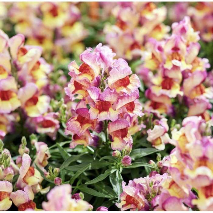 Фото Львиный зев Снеппи F1 Ред Флейм (Snappy F1 Red Flame)