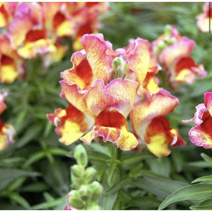 Фото Львиный зев Снеппи F1 Ред Флейм (Snappy F1 Red Flame), №2