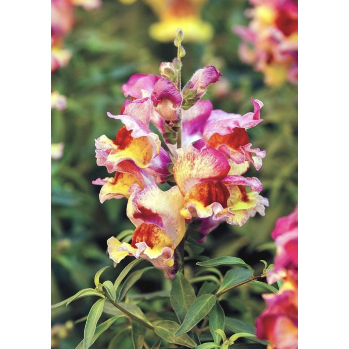 Фото Львиный зев Снеппи F1 Ред Флейм (Snappy F1 Red Flame), №1