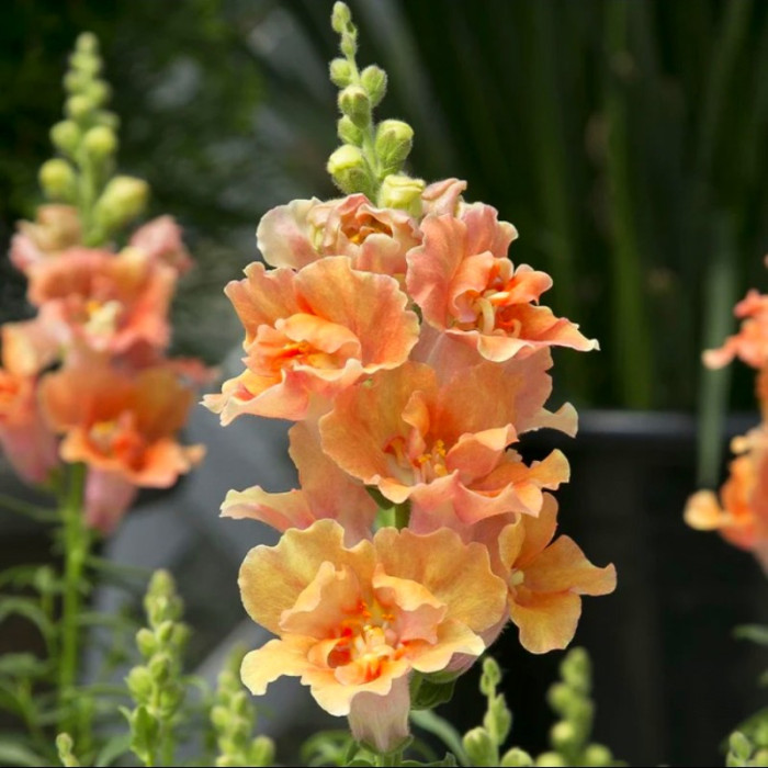 Фото Ротики Твінні F1 Піч (Twinny F1 Peach)