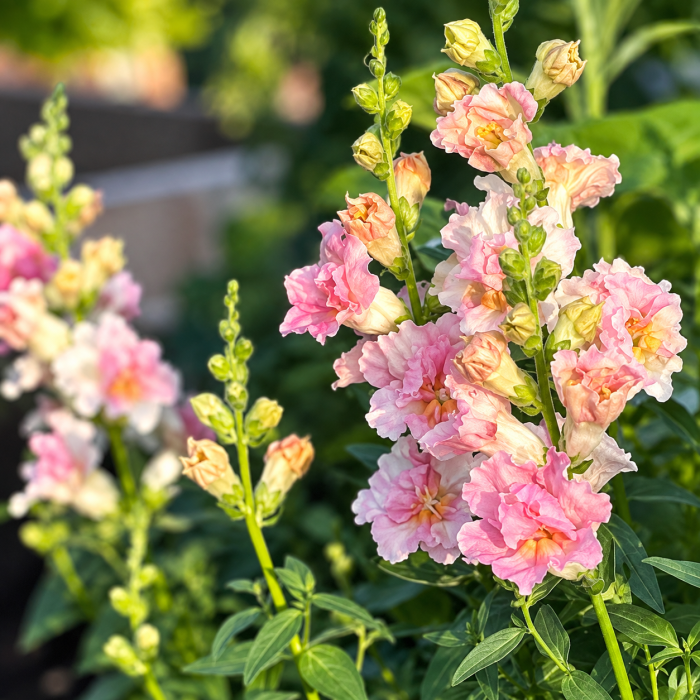 Фото Ротики Твінні F1 Епплблоссом (Twinny F1 Appleblossom), №1