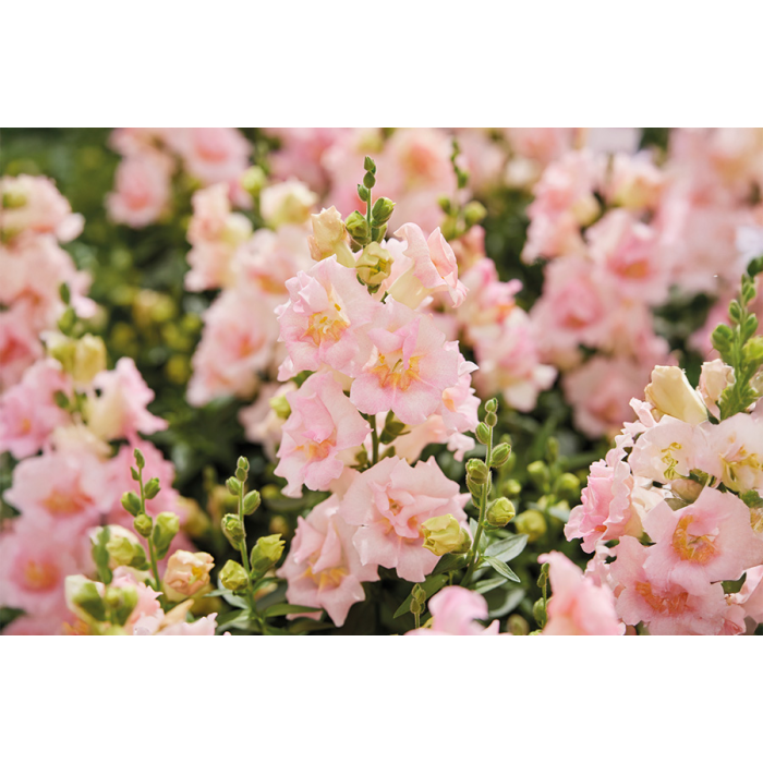 Фото Ротики Твінні F1 Епплблоссом (Twinny F1 Appleblossom), №2