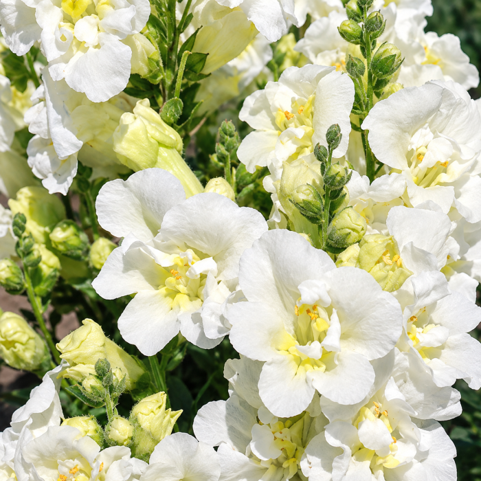 Фото Львиный зев Твинни F1 Вайт (Twinny F1 White), №1