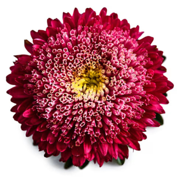 Фото Астра Принцесса Бенари Брайт Ред, №1