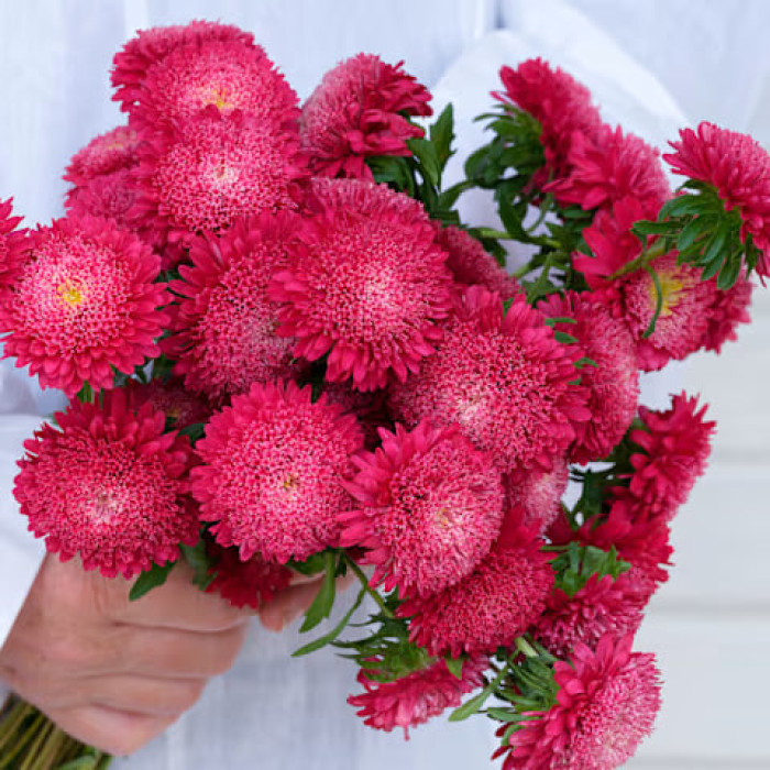 Фото Астра Принцесса Бенари Брайт Ред