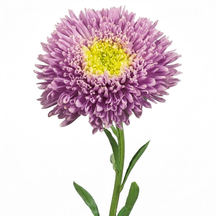 Фото Астра Принцесса Бенари Лайт Блю (Benary's Princess Light Blue)