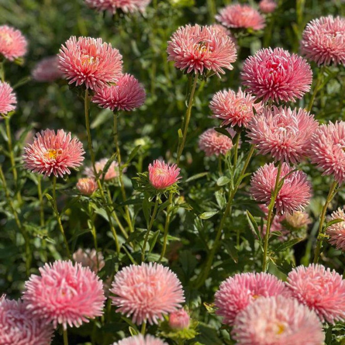 Фото Астра Принцесса Бенари Салмон (Benary's Princess Salmon)