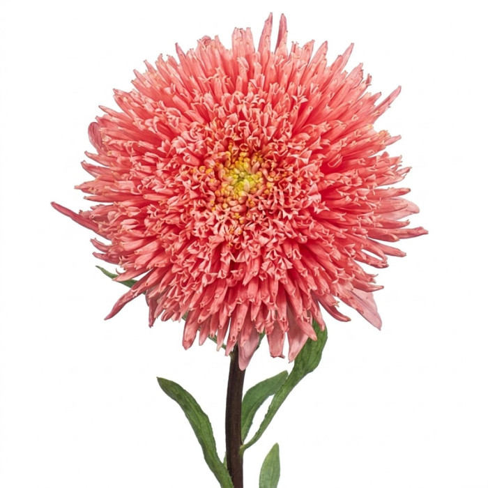 Фото Астра Принцесса Бенари Салмон (Benary's Princess Salmon), №1