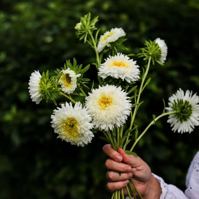 Фото Астра Принцесса Бенари Вайт