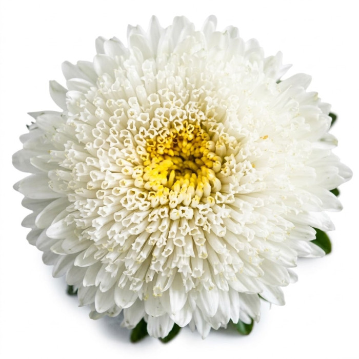 Фото Астра Принцесса Бенари Вайт, №1