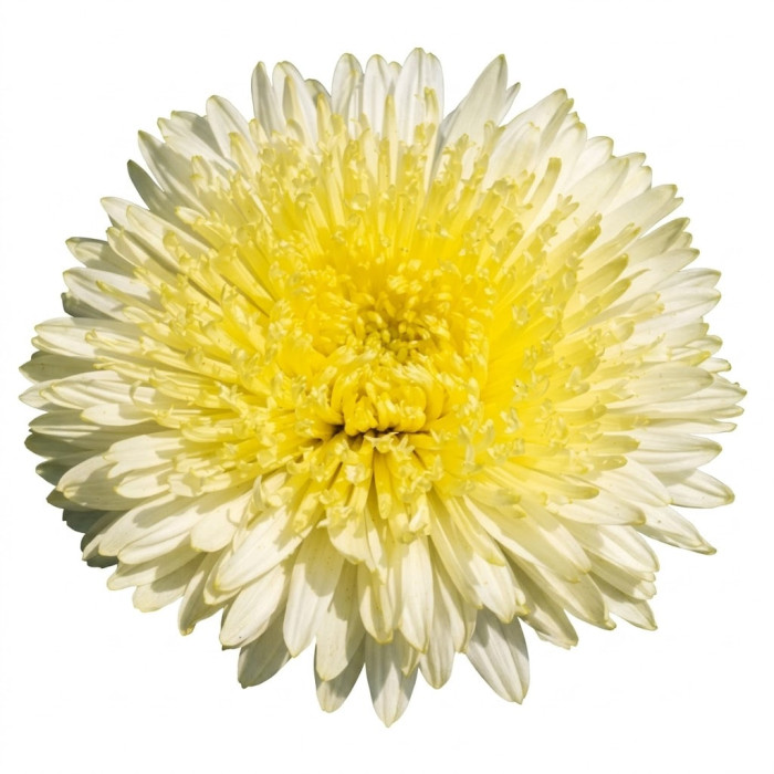 Фото Астра Принцесса Бенари Еллоу (Benary's Princess Yellow), №1