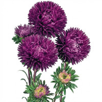 Айстра Гала Пьорпл (Gala Purple)