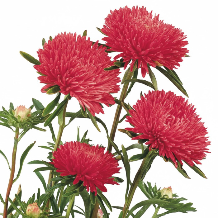 Фото Айстра Гала Скарлет (Gala Scarlet)