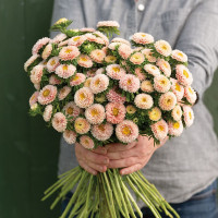 Астра Мацумото Априкот (Matsumoto Apricot)