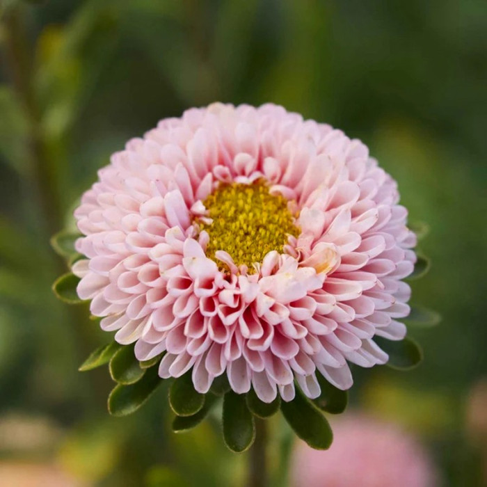 Фото Айстра Мацумото Апрікот (Matsumoto Apricot), №2
