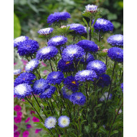 Айстра Мацумото Блю Тіппед Вайт (Matsumoto Blue Tipped White)