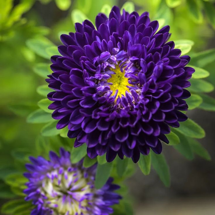 Фото Айстра Мацумото Блю (Matsumoto Blue)